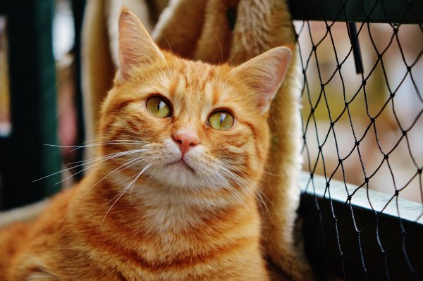 Рыжий табби кот