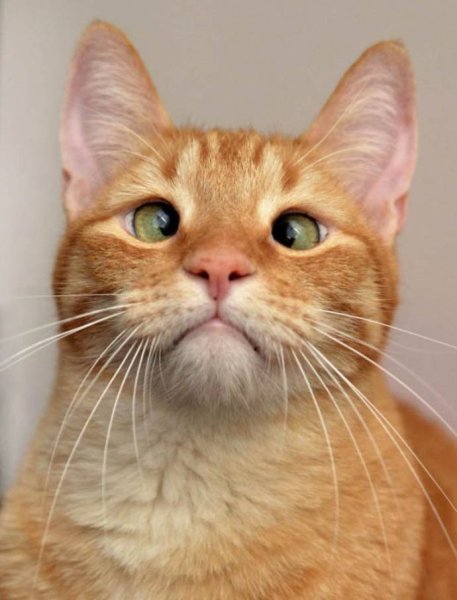 Рыжая кошка