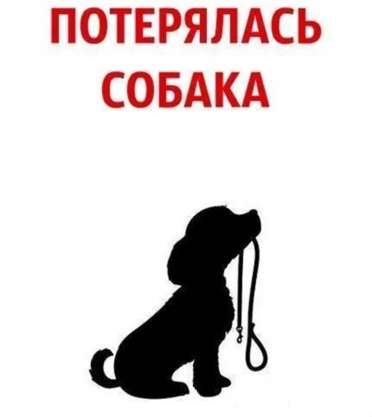 Найти собаку потерявшуюся