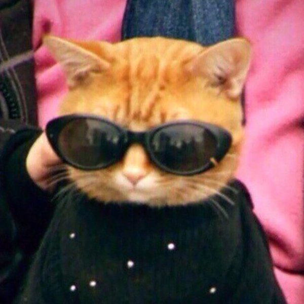 Котик с очками