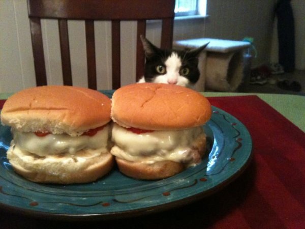 Кот бутерброд кот бутерброд