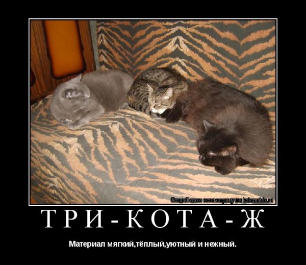 Три кота приколы