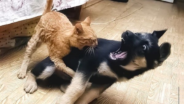 Кот и собака