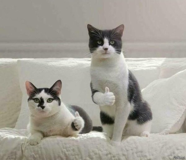 Коты показывают класс