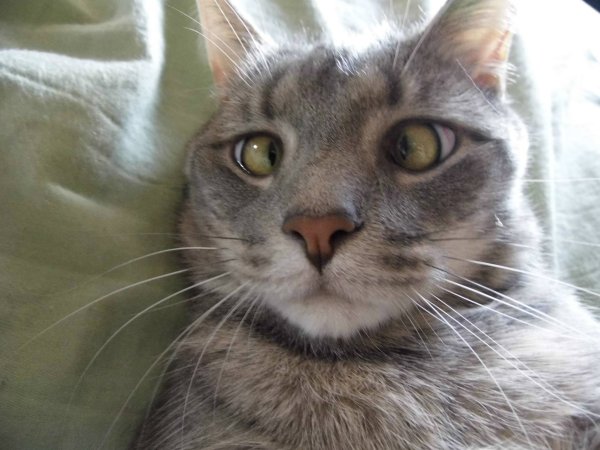 Косоглазие у кошек