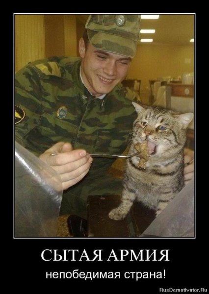 Коты в армии