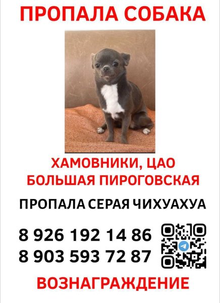 Мем потерялась собачка