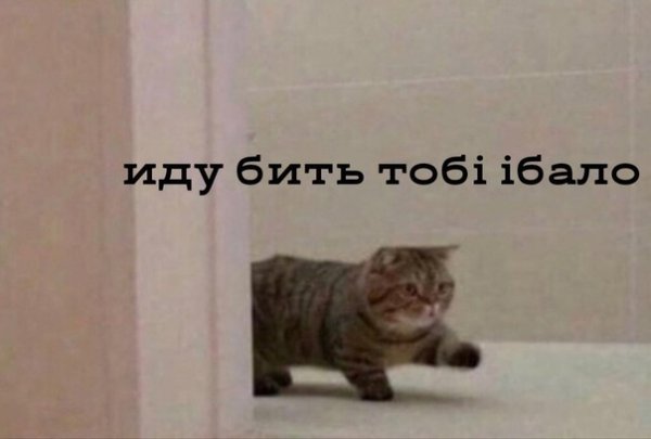 Кот идет бить