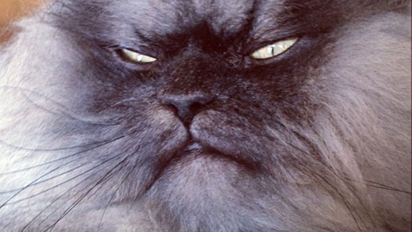 Злой кот Мем