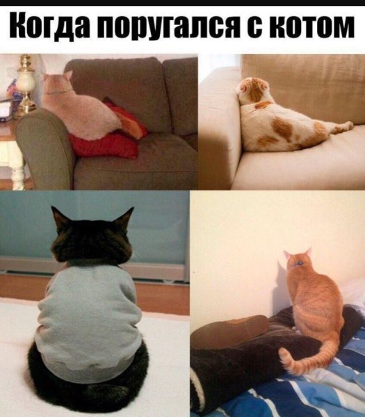 Мемы с котом