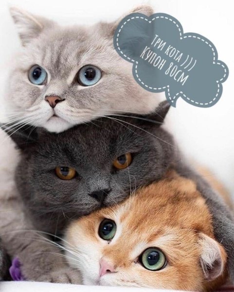 Трикотаж Мем с котами