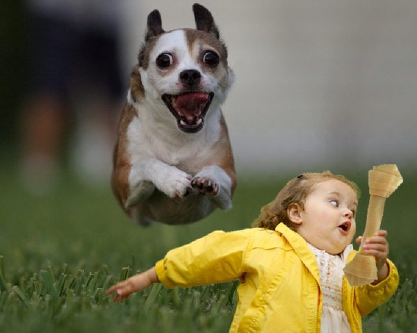 Собака убегает