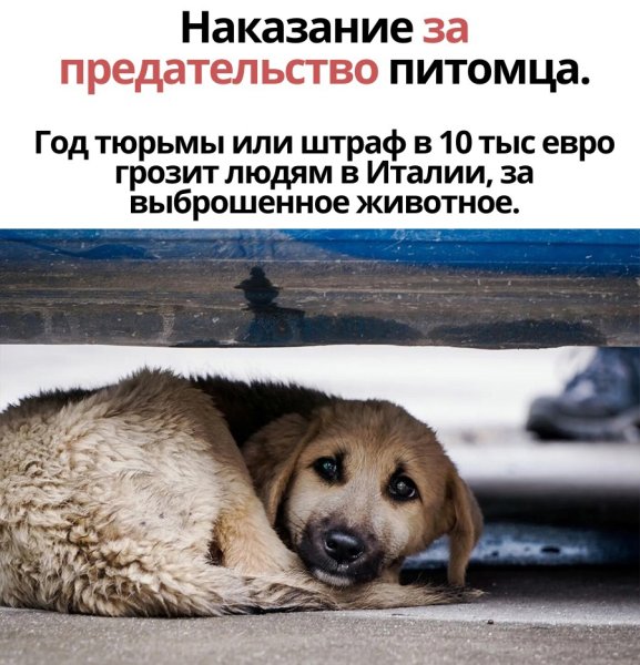 Бездомные собаки