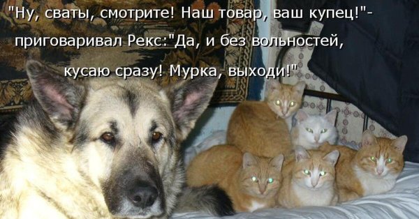 Смешные истории про животных