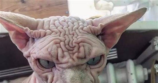 Самый страшный кот в мире