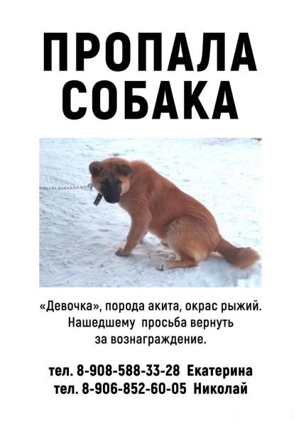 Потерялась собака Мем