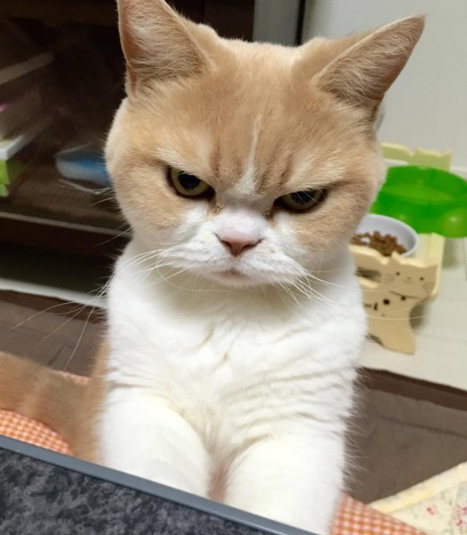 Недовольный кот