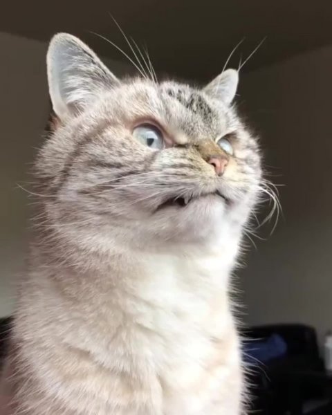 Бешеный кот