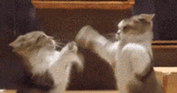 Коты дерутся гифка