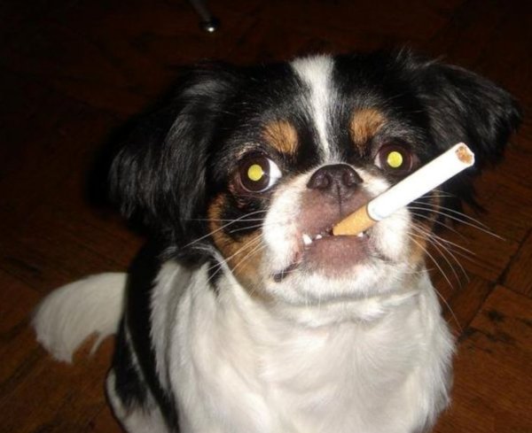 Пес с сигаретой