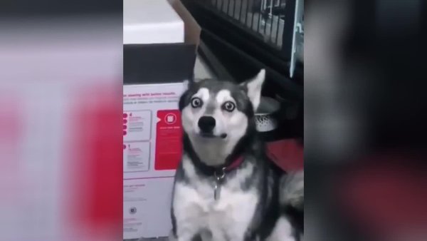 Собака сдерживает кашель