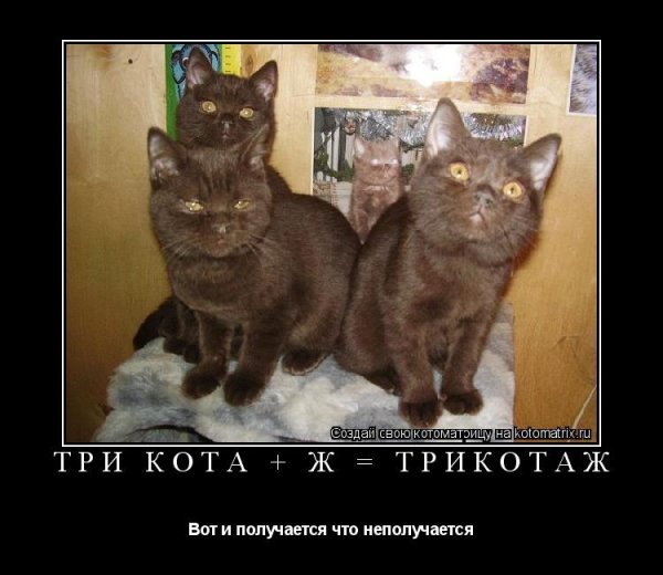 Трикотаж коты прикол