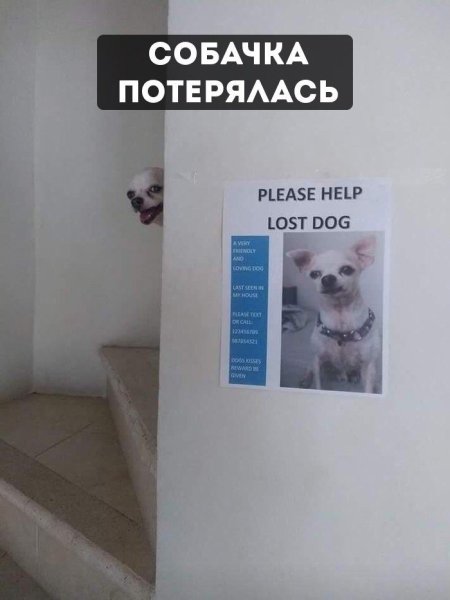 Потерялась собачка прикол