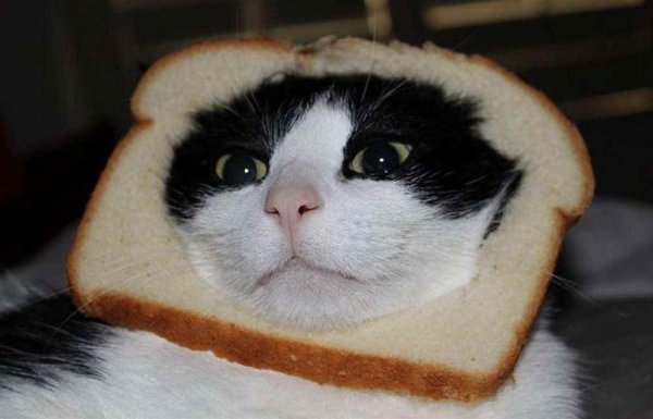 Кот хлеб