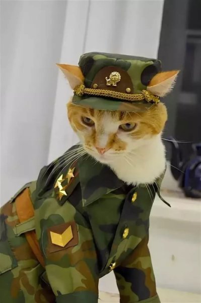 Котенок в военной форме