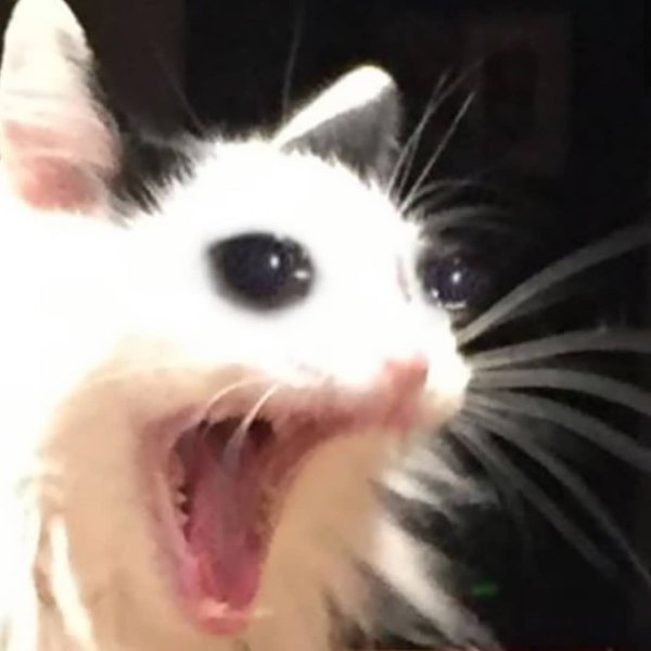 Кричащий кот