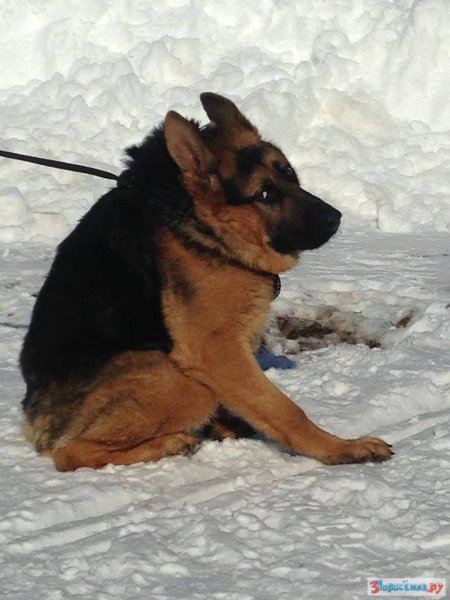 Овчарка Квазимодо