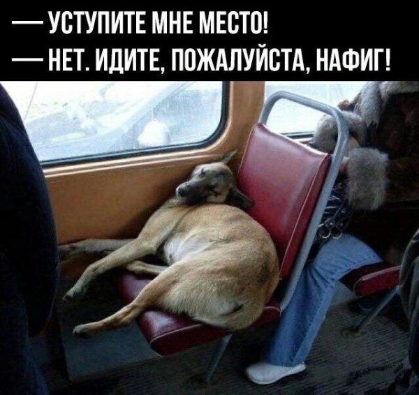 Животные в автобусе