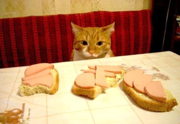 Рыжий кошачий бутерброд