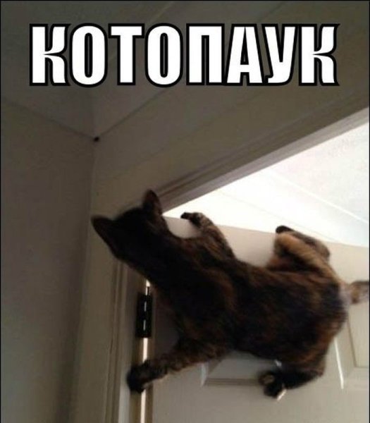 Смешные котята с подписями