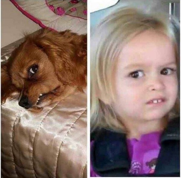 Дети похожие на собак