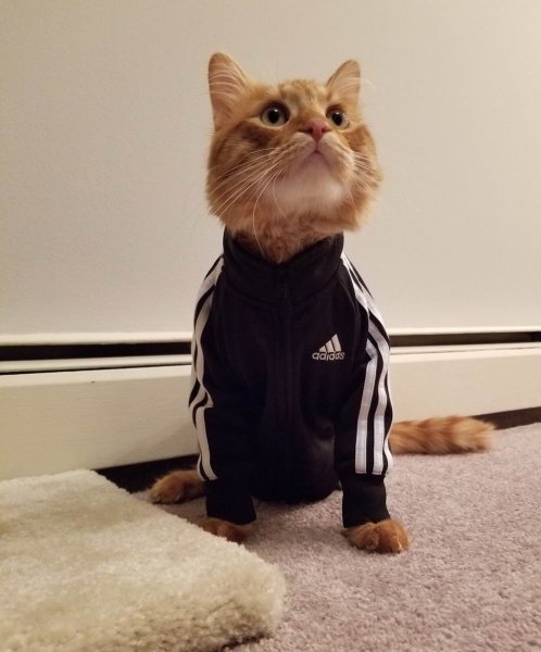 Кот в адидасе