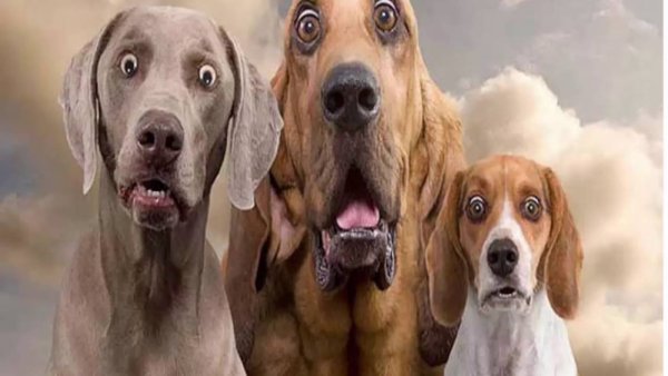 Удивленная собака