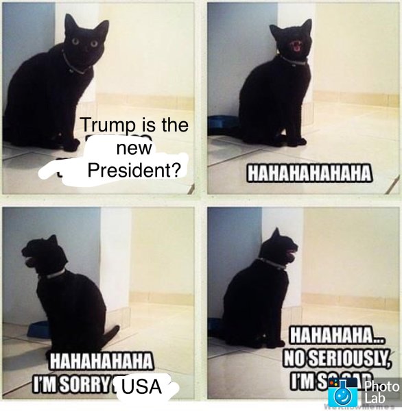 Мемы с котами и надписями