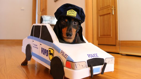 Такса полиция