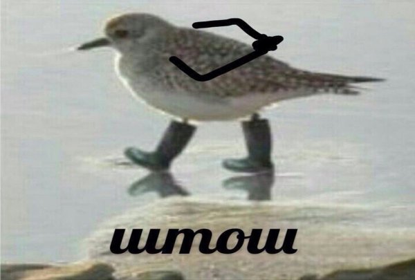 Штош Мем птичка