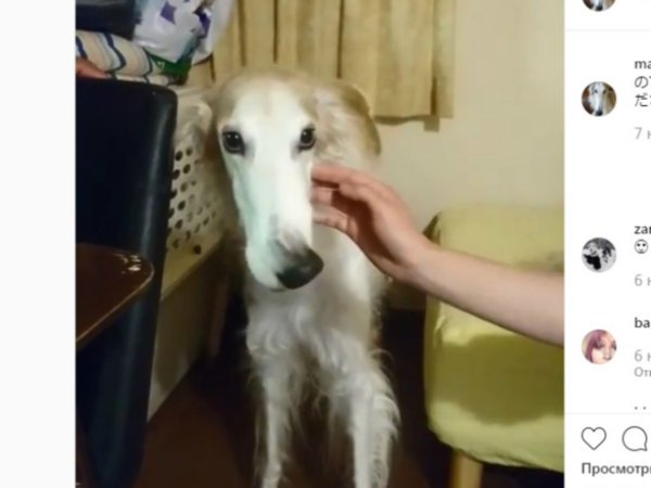 Смешные собаки с длинным носом