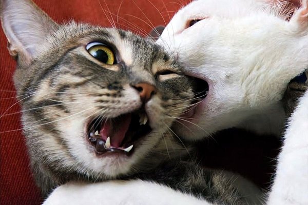 Котики дерутся