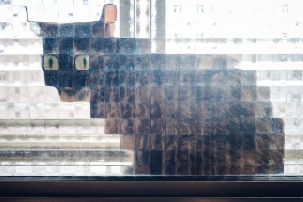 Пиксельные кошки за стеклом