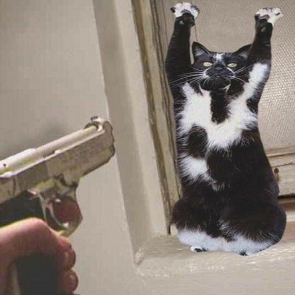 Кот с поднятой лапой