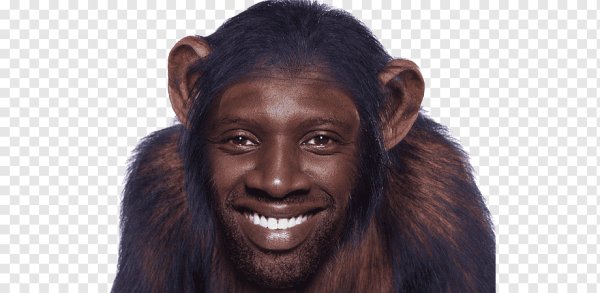 Шимпанзе Миша