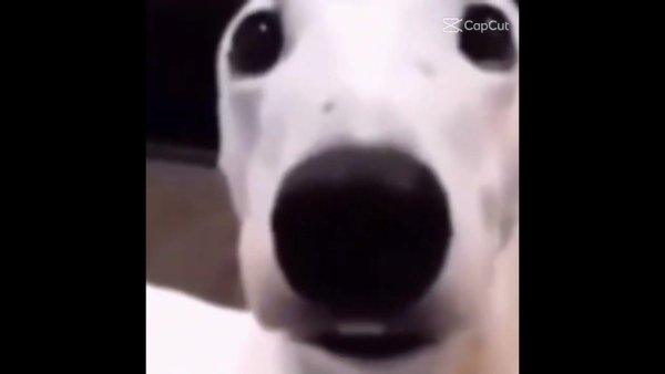 Испуганная собака