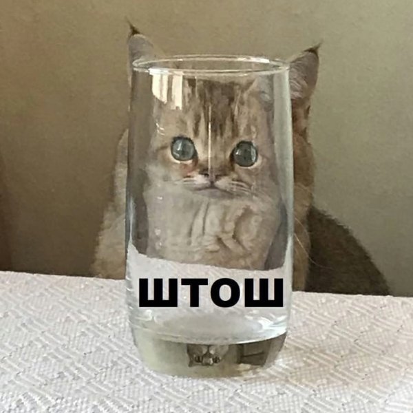 Котик в стакане