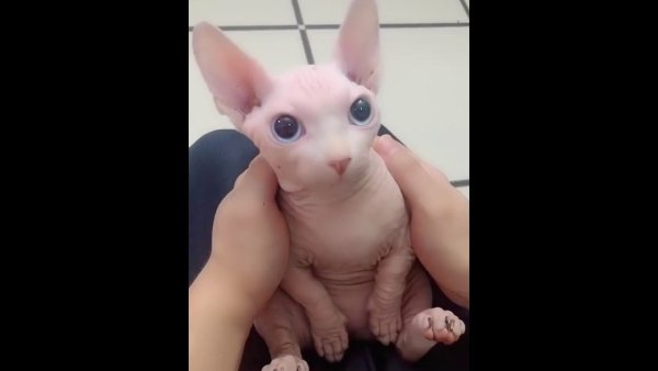 БИНГУС кот сфинкс