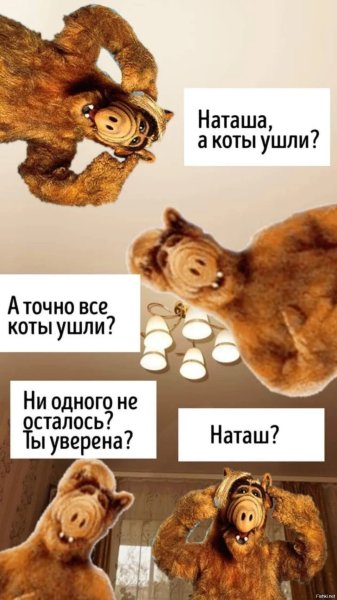 Наташа вставай коты