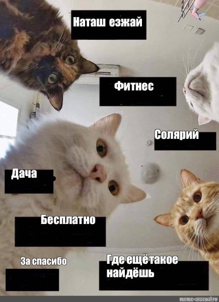 Кот Мем